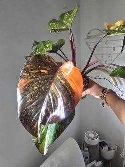 Philodendron orange Princess Live Plant indoor