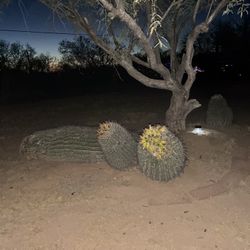 Barrel Cactus 