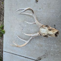 Deer Head