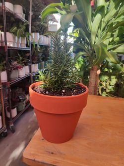 Rosemary/ Romero Plants
