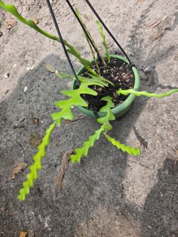 Fishbone Cactus