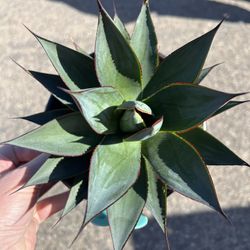 Blue Glow Agave. Live Plant in a 1 gallon pot. Check profile for more 🪴