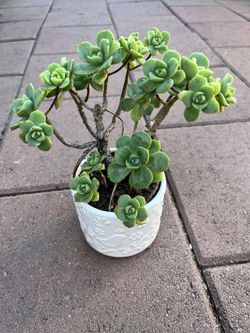 Homegrown organic green jade succulent in white ceramic pot