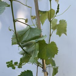 S1- Kyoho Grapes Plant - 巨峯葡萄樹