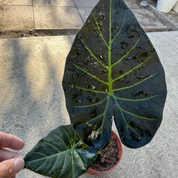 Elephant Ear