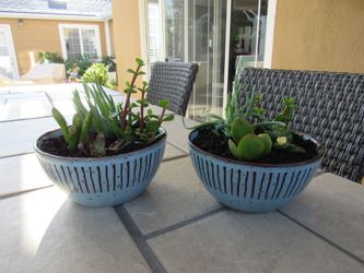 Pair Of Blue/Brown Pattern Garden Pots With Succulents