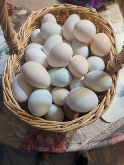 Fresh Chicken and Quail Eggs
