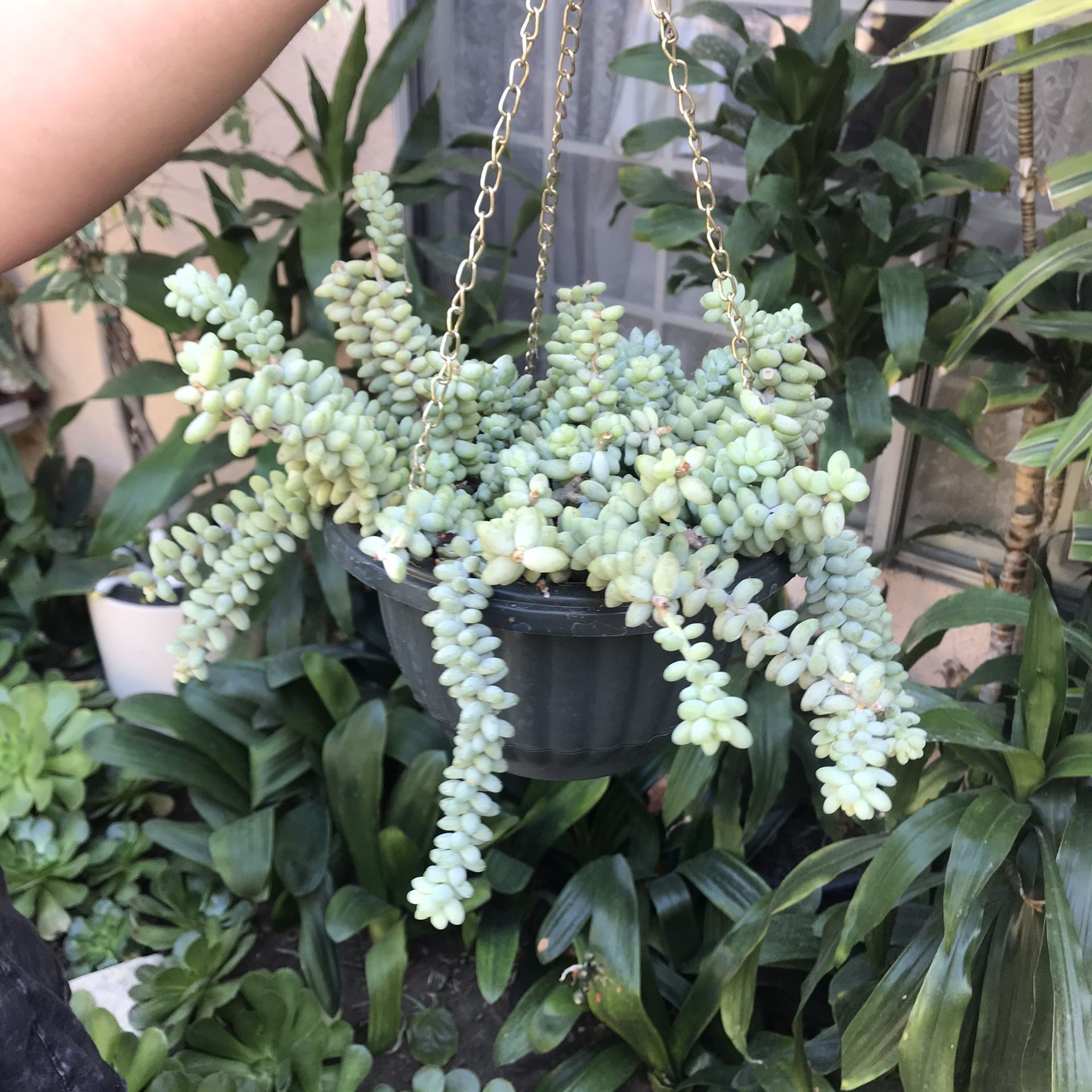 Donkey Tail Succulent Plant in Basket