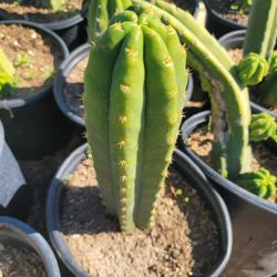San Pedro Cactus