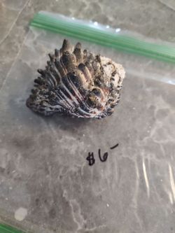 Small Shell 3" black/white pretty color material.