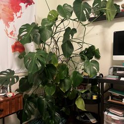 Extra Large Monstera Plant 
