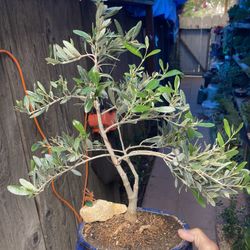 Olive Trees, Bonsai Two Available $50 Each