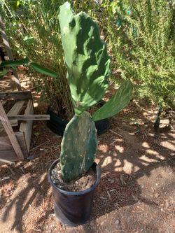 Cactus/Nopales