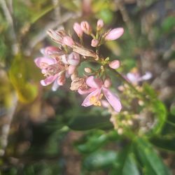 Jatropha Plants 3gal Pollinator 
