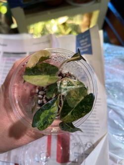 Alocasia bambino aurea