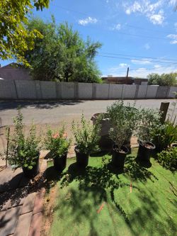 Texas sage plants