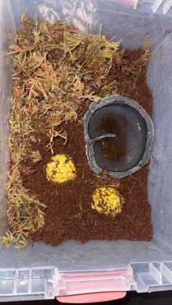 Pac-Man frogs water bowl