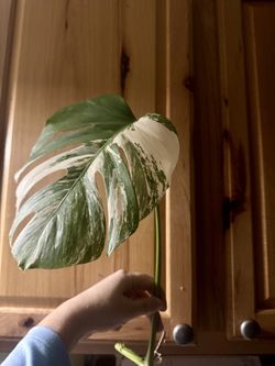 Albo Monstera Rare Plant 