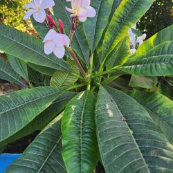 Plumeria Rooted