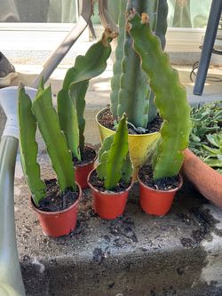 Dragon plant