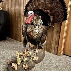Turkey Mount