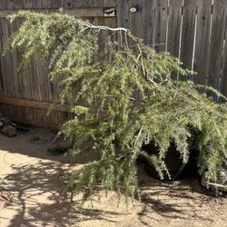 Deodar Cedar Tree 