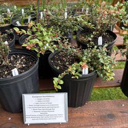 Evergreen Huckleberry 