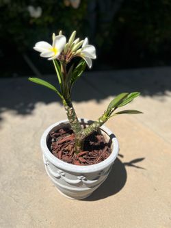White plumeria in small pot