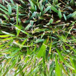 Sod Kentucky Blue Grass  And Fescue 