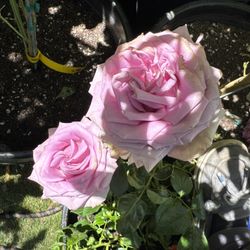 Fragrant Plum Rose Bush 