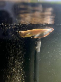 Fish tank dec