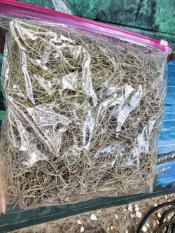 Fresh live Spanish moss