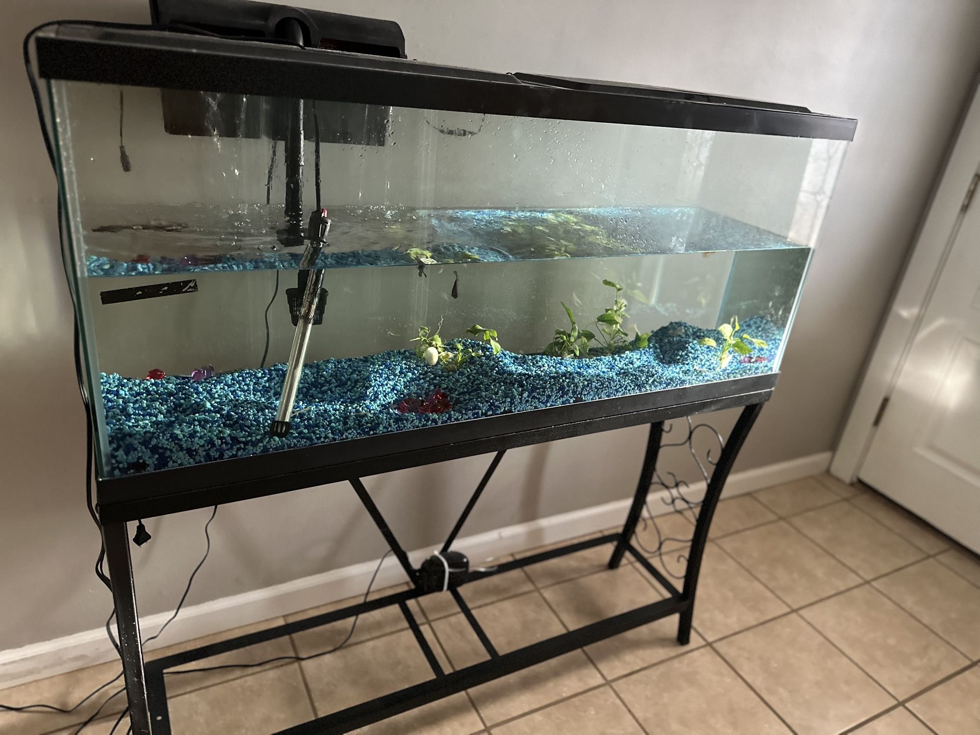 55 Gallon Fish Tank With Fish And Small Snail Fish