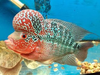 Fish tank aquarium