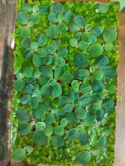 Duckweed And Water Lettuce Aquarium Plants