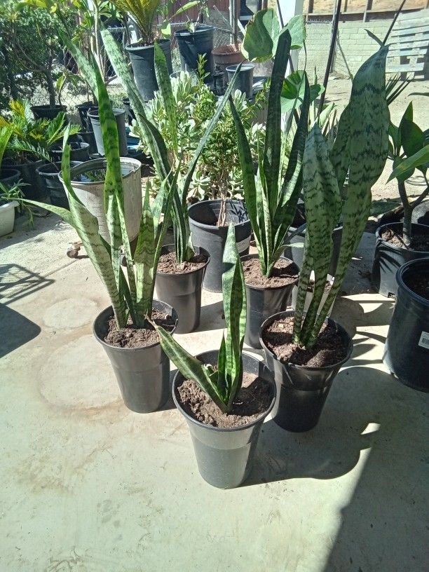 Snake Plants Have Eight Left 8 Dollars Each Or Two For 15