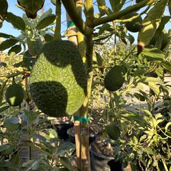 Hass Avocado Tree