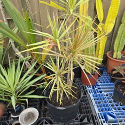 Dragon  tree  4 feet  high  $35.00