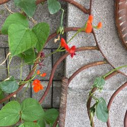 Vine Plant