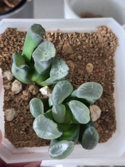 Haworthia 2 plant bundle rare collection
