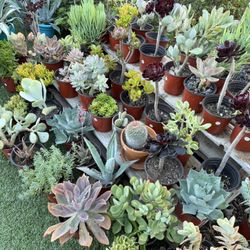 Variety Of Succulents Plants 