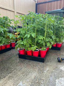 Early Girl Tomato 🍅 Plants