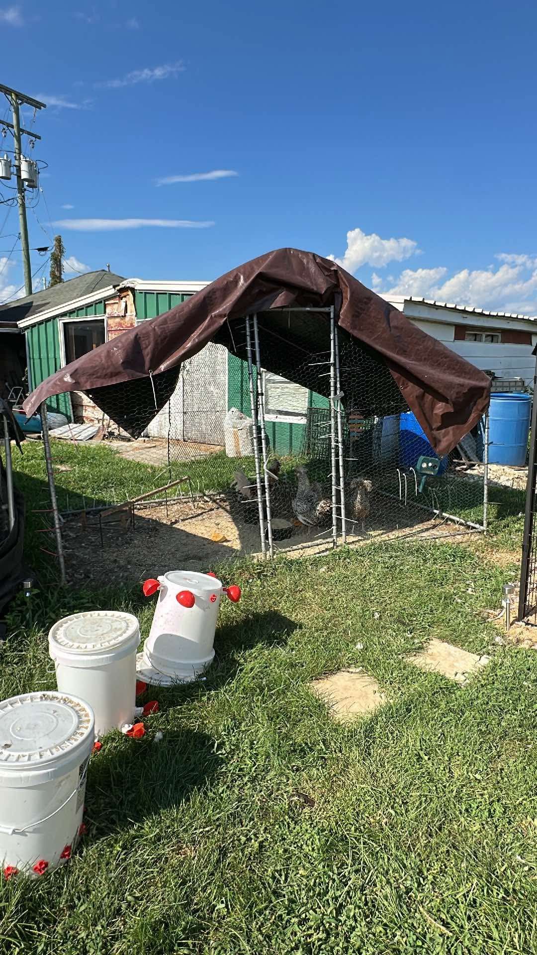 Chicken Pen