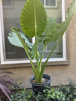 Elephant Plant