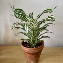 Striped Dracaena Houseplant Plant In 6in Terracotta Pot 