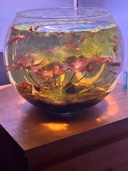 Aquarium Plant: Tiger lotus runner