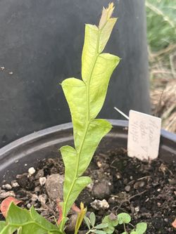 Acacia alata var. alata ‘Winged Wattle’ Live Plants