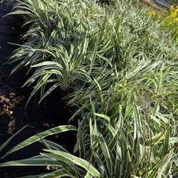 Foxlily 1gallon 3ft Tall 