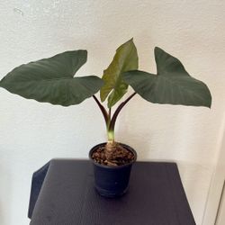 Small Elephant Ear (Alocasia)