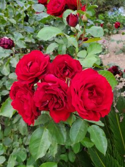 Flowers/ plants starting at $5